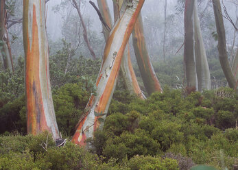 Australien, New South Wales, Kossciuszko National Park, Blick auf Eukalyptusbäume - WBF000904
