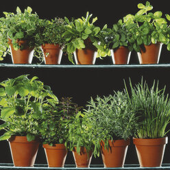 Various pot plants against black background - WBF000935