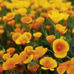 USA, Kalifornien, Blick auf Mohnblumen - WBF000977