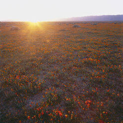 USA, Kalifornien, Blick auf gelbes Mohnfeld bei Sonnenuntergang - WBF000978