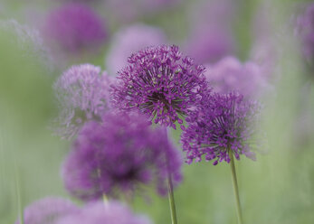 Deutschland, Ansicht von violetten Alliumblüten - WBF000979