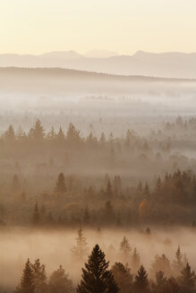 Deutschland, Bayern, Oberbayern, Blick auf die Pupplinger Au bei Wolfratshausen am Morgen - SIEF000868