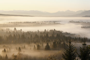 Deutschland, Bayern, Oberbayern, Blick auf die Pupplinger Au bei Wolfratshausen am Morgen - SIEF000869