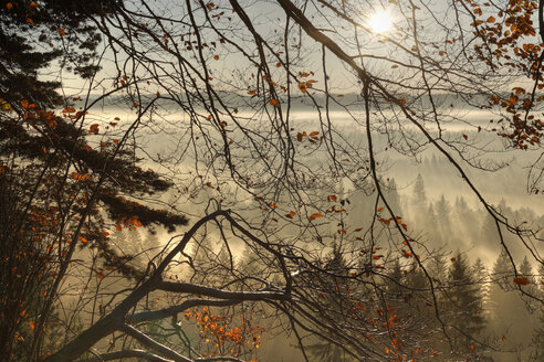 Deutschland, Bayern, Oberbayern, Blick auf die Pupplinger Au bei Wolfratshausen am Morgen - SIEF000872