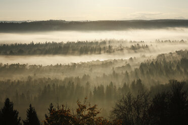 Deutschland, Bayern, Oberbayern, Blick auf die Pupplinger Au bei Wolfratshausen am Morgen - SIEF000873