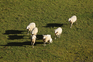 Germany, Bavaria, Kreuth, Flock of sheep walking on grass - SIEF000876