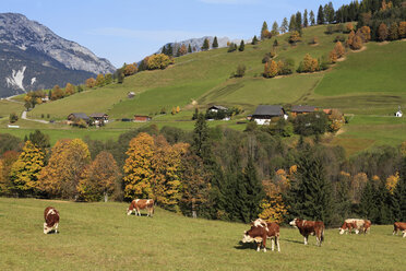 Austria, Styria, View of cattle grazing on seewigtal valley in schladminger tauern mountains - SIEF000889