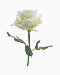 Weiße Rose vor weißem Hintergrund, Nahaufnahme - WBF001133