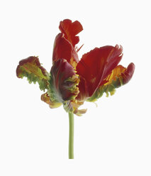 Rote Papageien-Tulpe vor weißem Hintergrund, Nahaufnahme - WBF001134