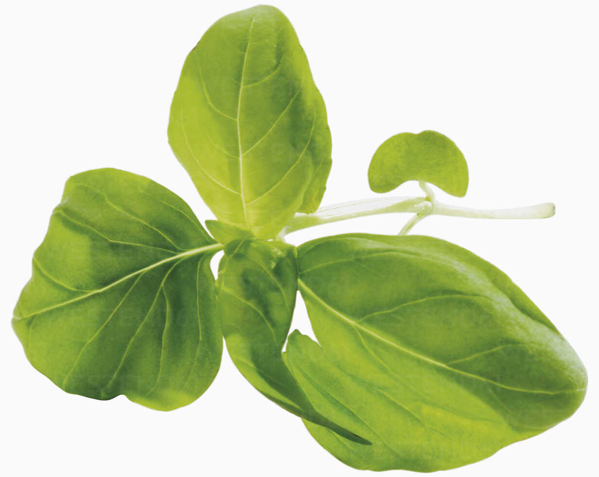 Basil leaves against white background close up stock photo