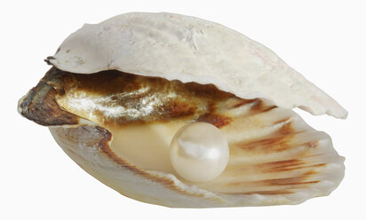 Perle in leerer Schale vor weißem Hintergrund, Nahaufnahme - WBF001187