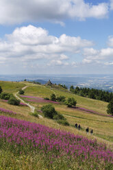 Deutschland, Hessen, Rhön, Blick auf Feuerkrautblüten mit Bergen - SIEF000928