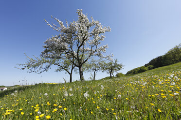 Deutschland, Bayern, Unterfranken, Blick auf blühenden Apfelbaum - SIEF000942