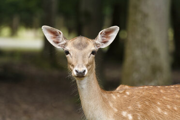 Germany, Bavaria, Fallow deer in wildpark - SIEF000954