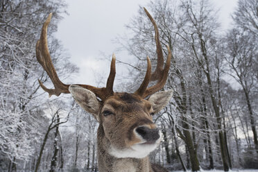 Germany, Cologne, Animal Reserve, Male fallow deer at lindenthaler tierpark - GWF001428