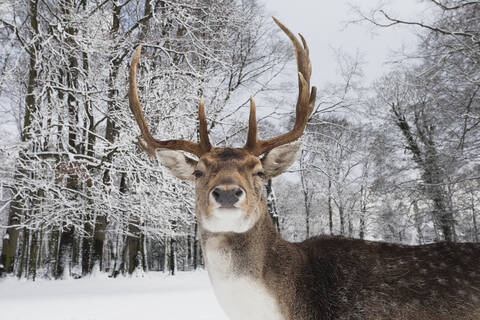 Deutschland, Köln, Tierpark, Männlicher Damhirsch im lindenthaler tierpark, lizenzfreies Stockfoto