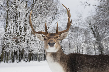 Germany, Cologne, Animal Reserve, Male fallow deer at lindenthaler tierpark - GWF001429