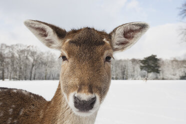 Germany, Cologne, Animal Reserve, Female fallow deer at lindenthaler tierpark - GWF001430