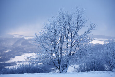 Germany, Bavaria, Lower Franconia, Rhoen, View of tree on kreuzberg mountain - SIEF000984