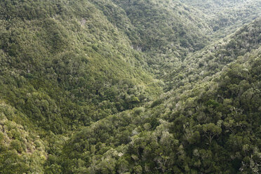 Spanien, Kanarische Inseln, La Gomera, Blick auf den Wald im Garajonay-Nationalpark - SIEF001039