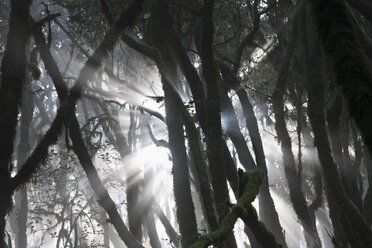 Spain, Canary Islands, La Gomera, View of laurel forest in garajonay national park - SIEF001041