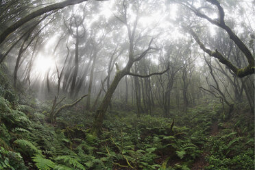 Spain, Canary Islands, La Gomera, View of laurel forest in garajonay national park - SIEF001042