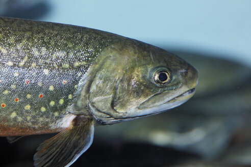 Germany, Bavaria, Tegernsee, Close up of brook trout - SIEF001053