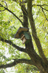 Germany, Kratzeburg, Bird house on tree branch - WESTF016591