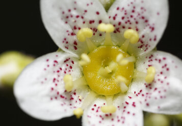 Deutschland, Bayern, Blüte der Saxifraga, Nahaufnahme - SIEF001077