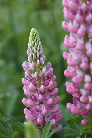 Deutschland, Blüte der Lupine, Nahaufnahme, lizenzfreies Stockfoto