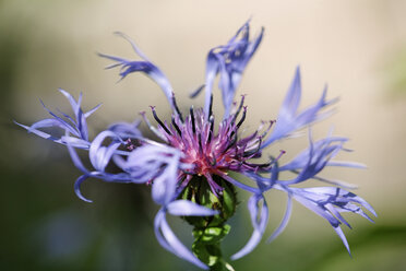 Deutschland, Bayern, Ansicht von centaurea montana, Nahaufnahme - SIEF001084