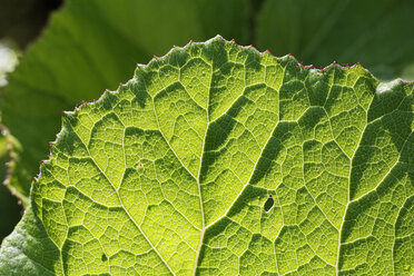 Germany, Bavaria, View of butterbur leaf vein - SIEF001086
