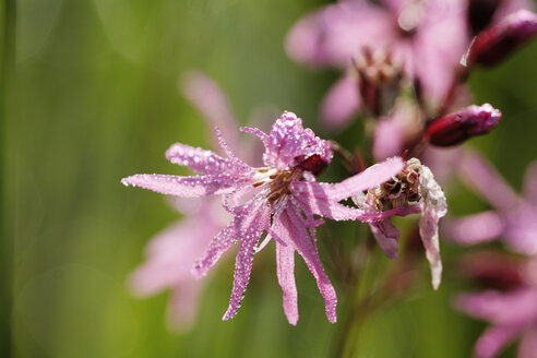 Germany, Bavaria, Cuckoo flower, close up - SIEF001087