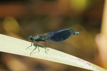 Germany, Bavaria, View of banded demoiselle on leaf - SIEF001091