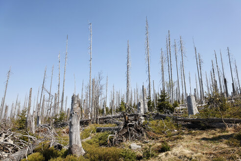 Deutschland, Bayern, Niederbayern, Wald mit abgestorbenen Fichten im Bayerischen Wald - SIE001106