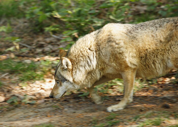 Germany, Bavaria, Gray wolf walking - SIEF001112