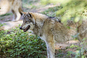 Deutschland, Bayern, Ansicht eines grauen Wolfs - SIEF001113