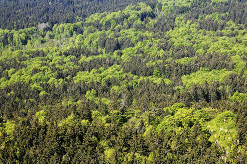 Deutschland, Niederbayern, Bayerischer Wald, Blick auf Mischwald - SIEF001116