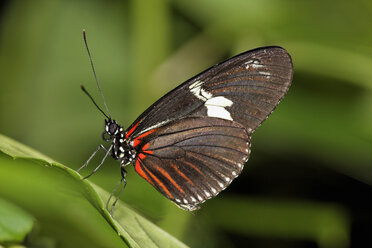 Costa Rica, Langflügeliger Schmetterling auf Blatt - SIEF001120