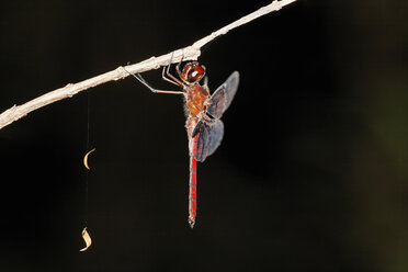 Costa Rica, Libelle auf Zweig hängend - SIEF001123