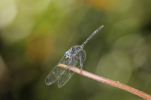 Costa Rica, Libelle auf Zweig - SIEF001124