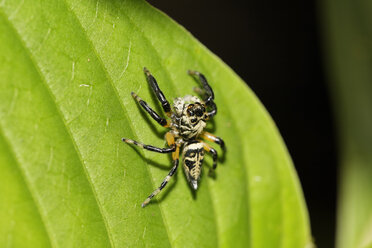 Costa Rica, Springende Spinne auf Blatt - SIEF001128