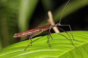 Costa Rica, Phasmatodea auf Blatt - SIEF001130