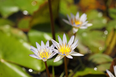 Costa Rica, View of blue water lily - SIEF001146