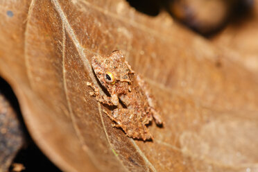 Costa Rica, Kleiner Frosch im Regenwald - SIEF001148