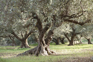 Griechenland, Kreta, Olivenbaum im Olivenhain - SIEF001207