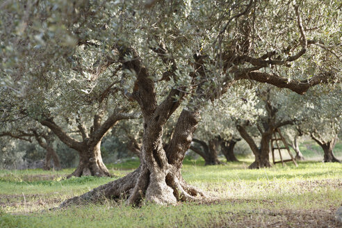 Greece, Crete, Olive tree in olive orchard - SIEF001207