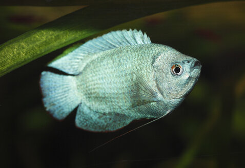 Deutschland, Zwergfadenfisch schwimmt im Süßwasseraquarium - SIEF001172