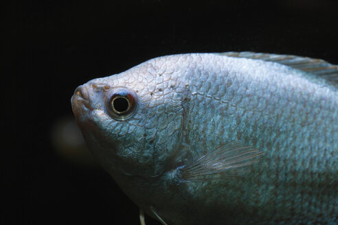 Deutschland, Zwergfadenfisch schwimmt im Süßwasseraquarium - SIEF001171