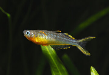 Deutschland, Gabelschwanz-Blauauge schwimmt im Süßwasseraquarium - SIEF001170